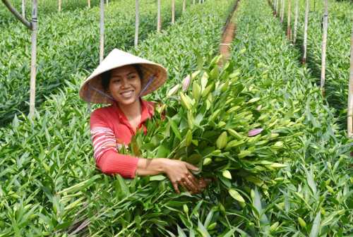 Hoa dừa cạn rủ, hoa dua can ru, hoa Tết, hoa Tet, hạt giống hoa, hoa treo, dạ yến thảo, hoa treo ban công, hoa phong lu, hoa phong lu thao, hoa phong lữ, hoa phong lữ thảo, hạt giống hoa oải hương, bán hạt giống hoa oải hương, hat giong hoa oai huong, hạt giống  chất lượng cao, hat giong hoa , hat giong hoa chat luong cao, hoa trong tham, hoa trong chau,